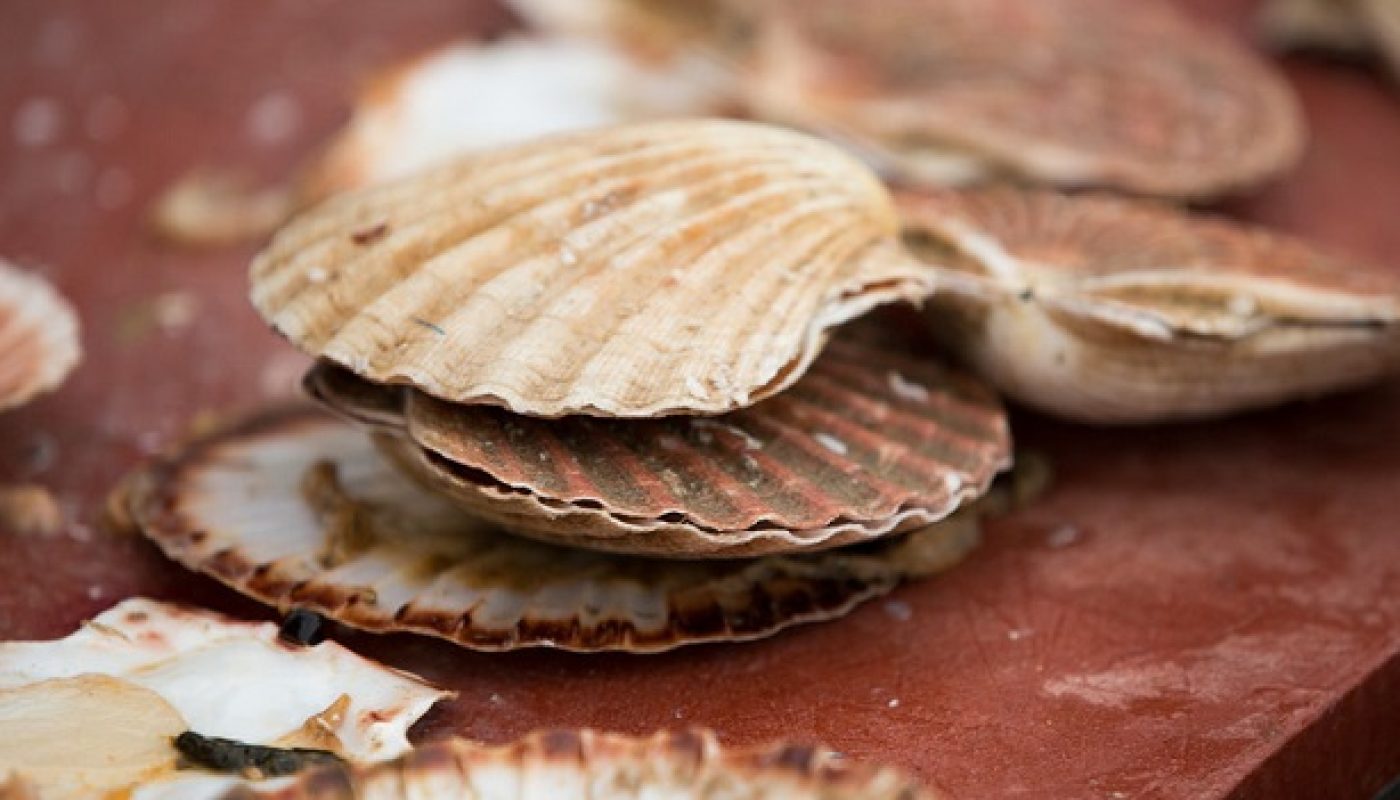 Shellfish