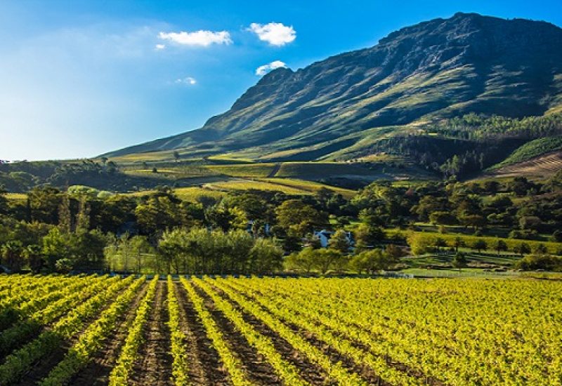 Vineyard mountian