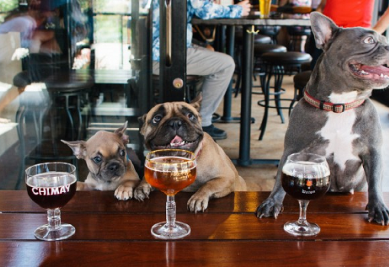 Tails will be Wagged for 10 of the Best Dog Friendly Restaurants and Bars in Dublin