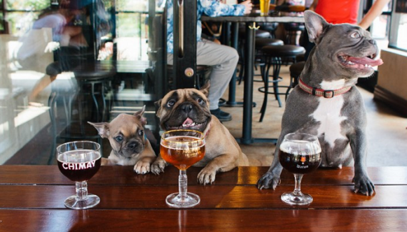 Tails will be Wagged for 10 of the Best Dog Friendly Restaurants and Bars in Dublin