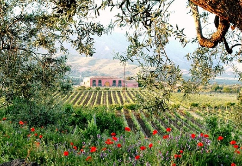 Etna Wines, Taste Sicily's Volcanic Treasure