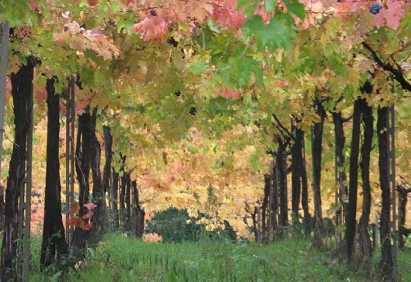 Torre dei Beati: A Boutique Approach to Montepulciano d’Abruzzo