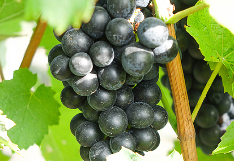 Wines that Put the Beau in Beaujolais