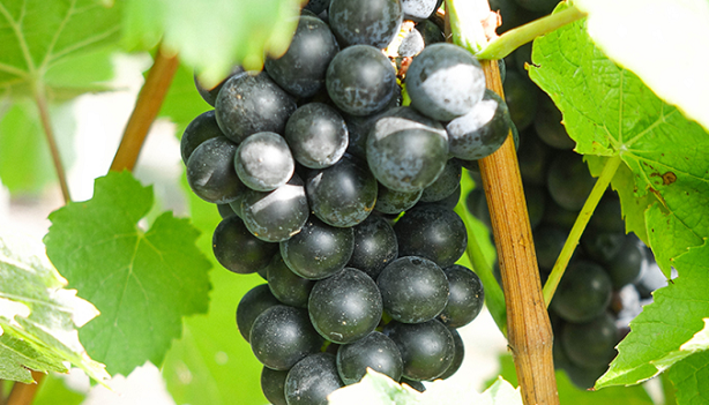 Wines that Put the Beau in Beaujolais