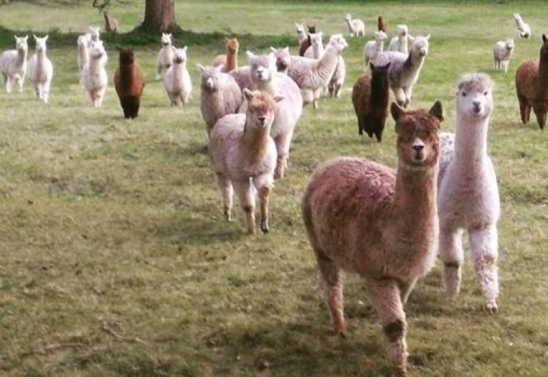 alpaca hike 4