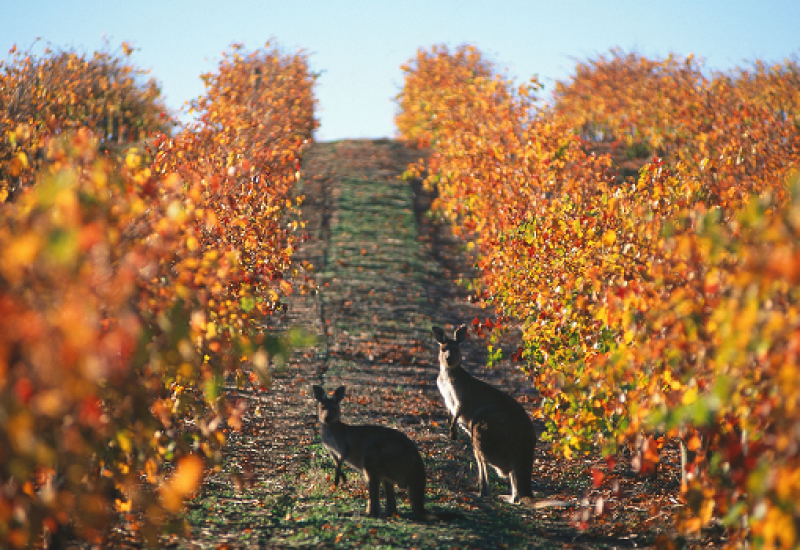 The New Aussome: Exploring Cool Climate Australian Wine Regions