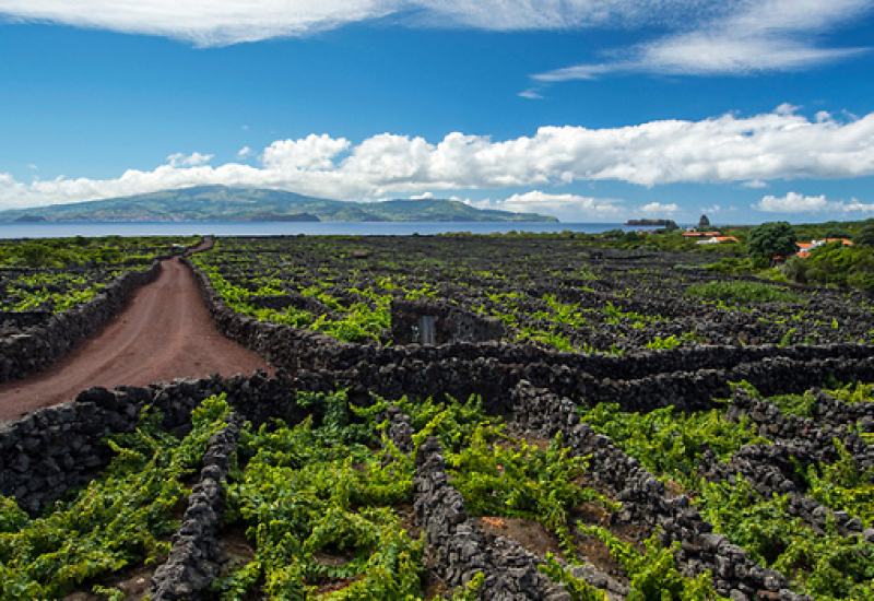 An Island of Wine Exists and it Looks Out of this World