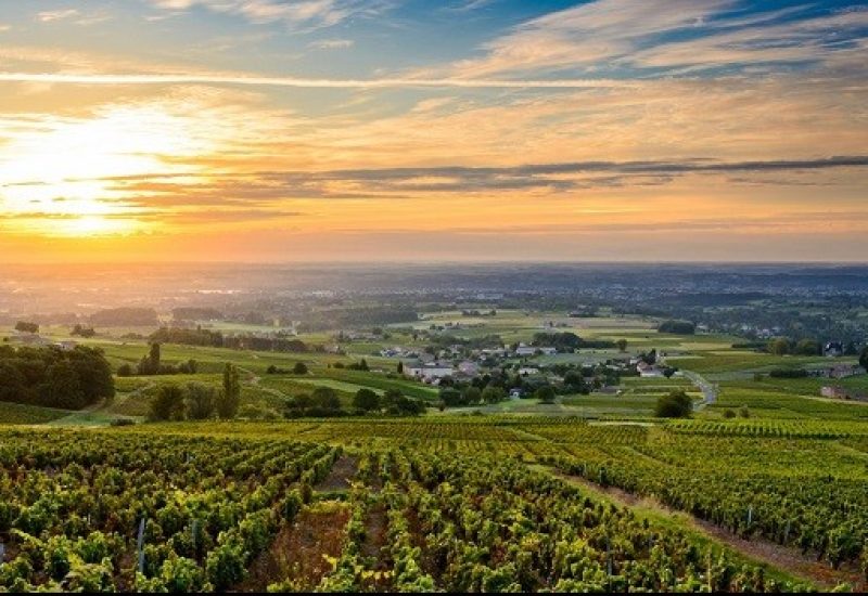beaujolais1