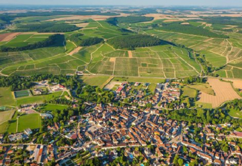 Chablis Vineyards Devastated by Disastrous Weather Conditions