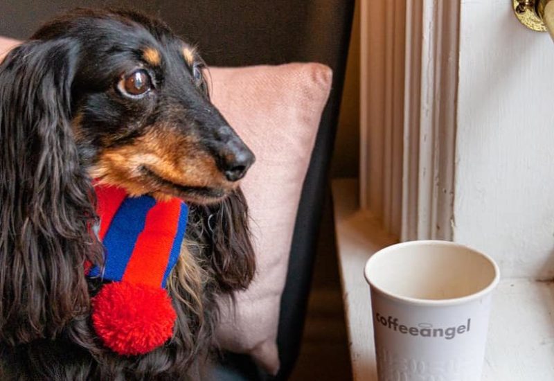 dog friendly cafes in dublin