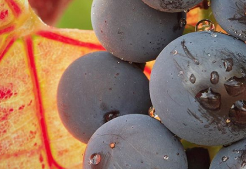 How do you Like them Grapes? Grenache vs Garnacha