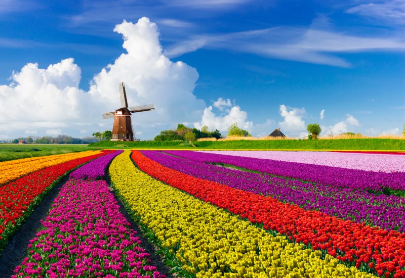 Tulips and Windmills