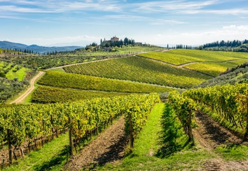 Rolling hills of Tuscan vineyards in the Chianti wine region
