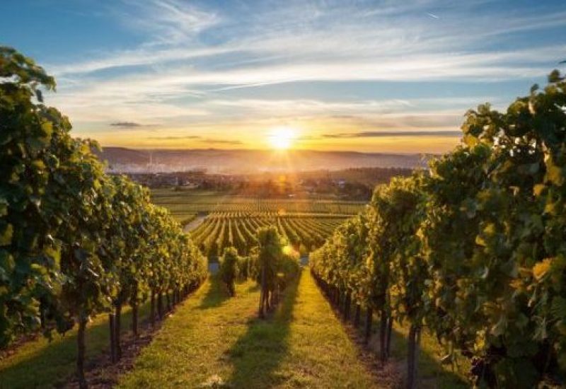 New Boundaries of Wine