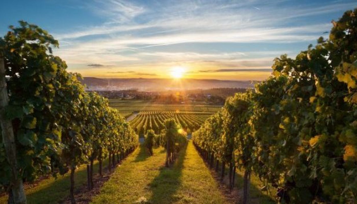 New Boundaries of Wine