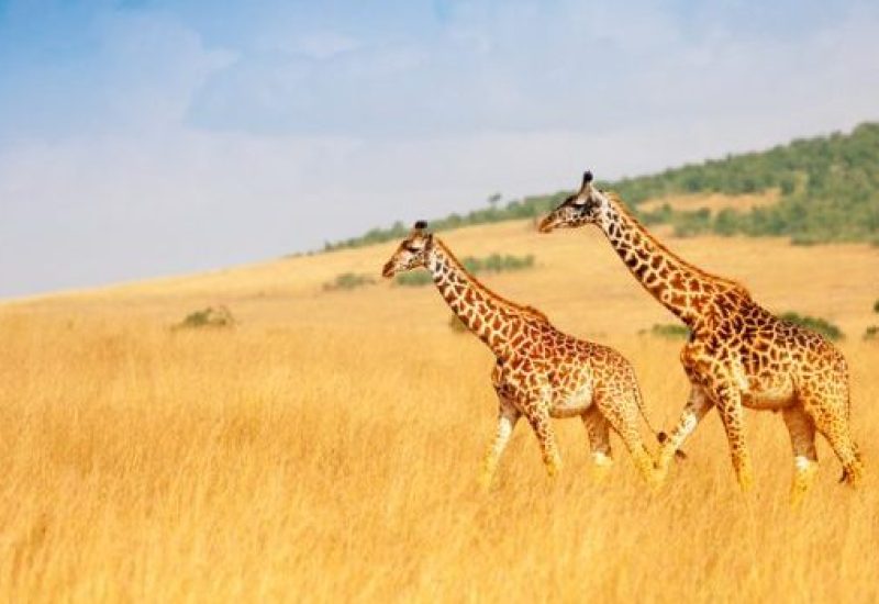 Masai giraffes walking together in Kenyan savanna