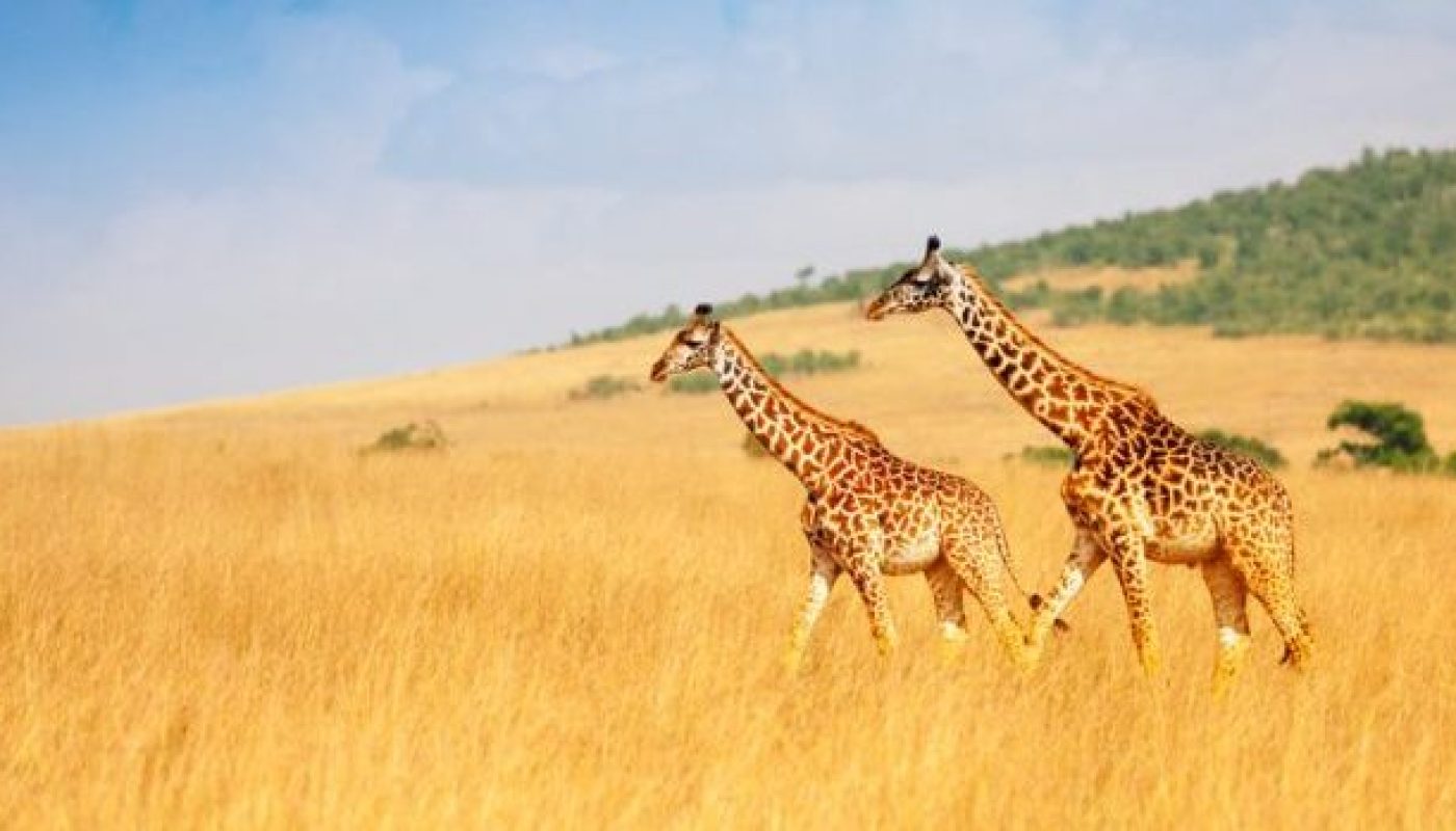 Masai giraffes walking together in Kenyan savanna