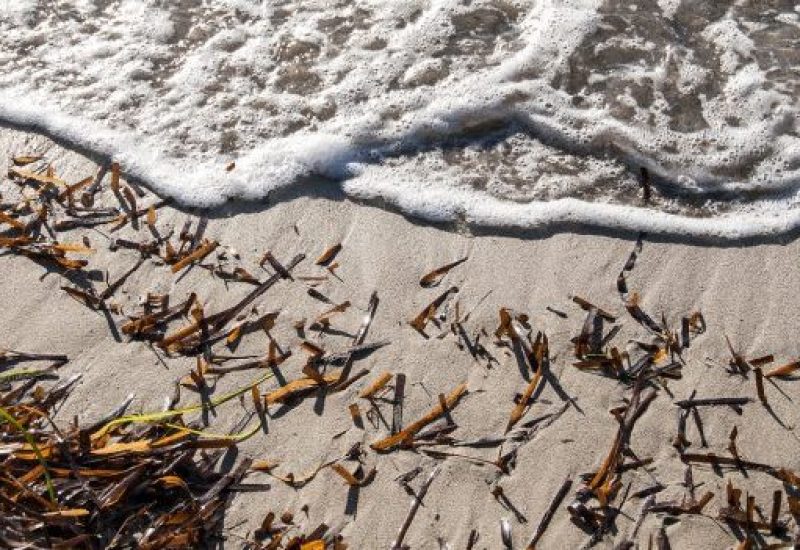 seaweed istock sligo feat