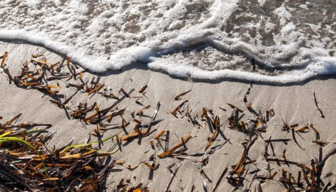 seaweed istock sligo feat