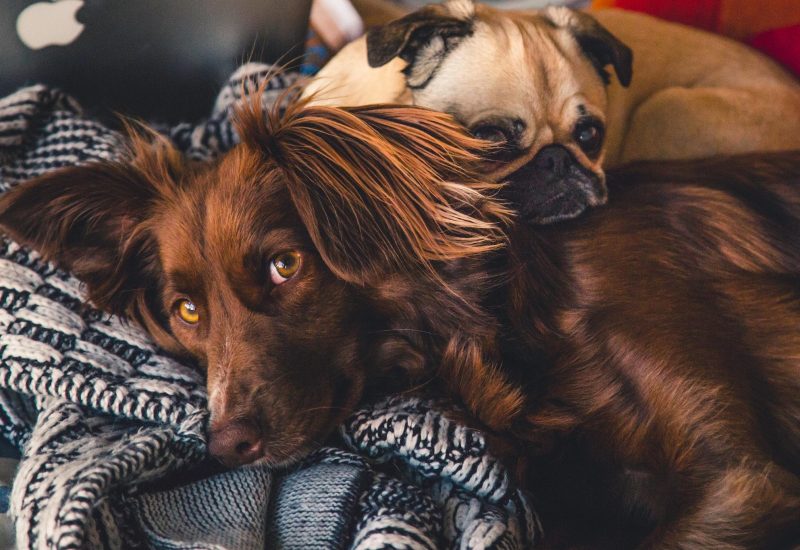 dog friendly hotels in ireland