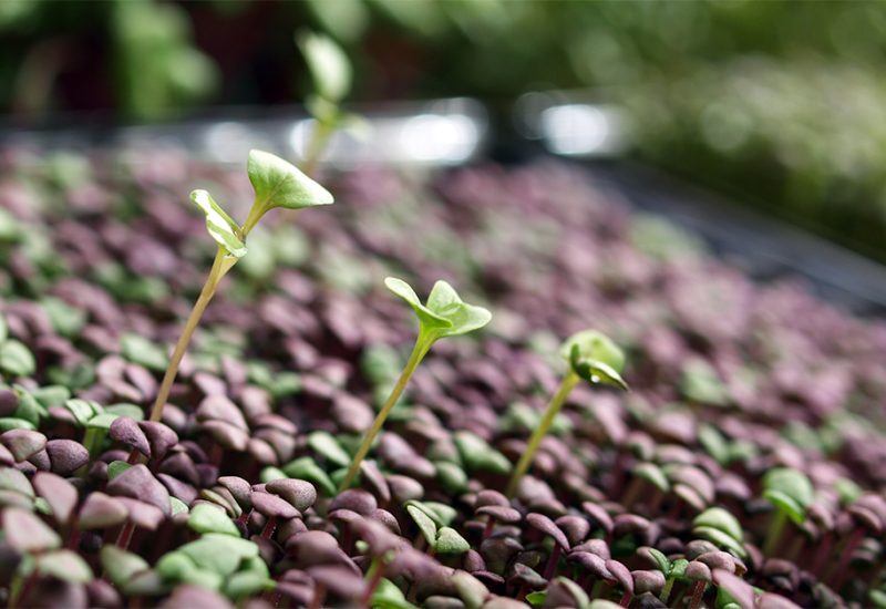 The next tiny thing: Fade Street Social innovates with micro leaves and vegetables