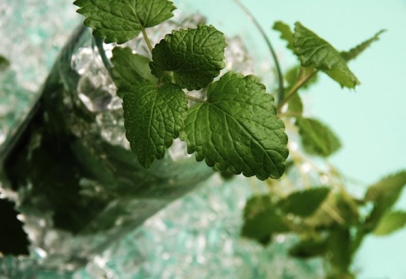 mojito