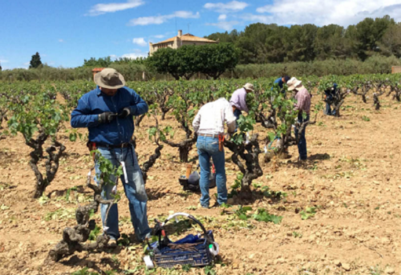 Bodegas Torres Reintroduces Ancestral Grape Variety Thought Gone in the 19th Century