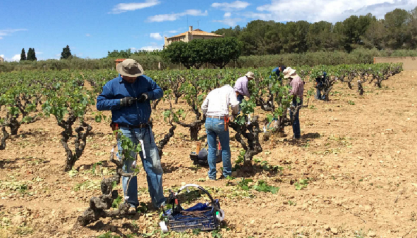 Bodegas Torres Reintroduces Ancestral Grape Variety Thought Gone in the 19th Century