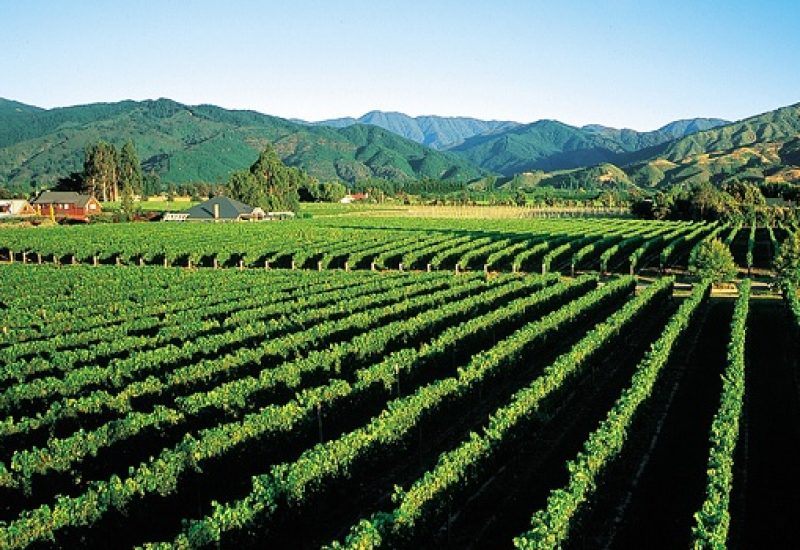 New Zealand Wine