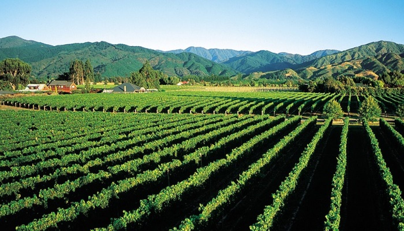 New Zealand Wine