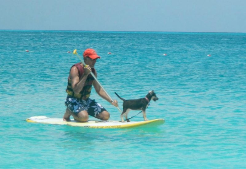 puppy island