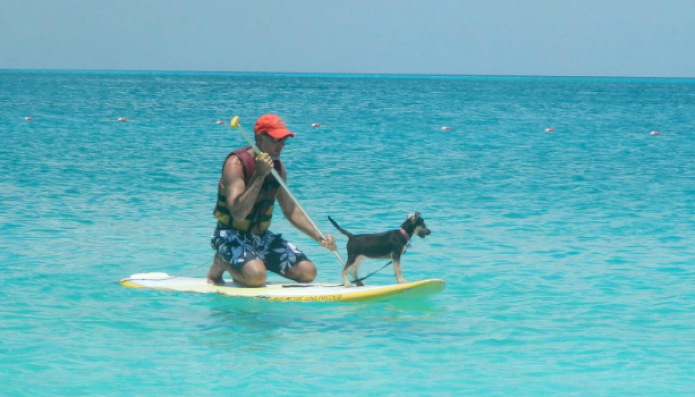 puppy island