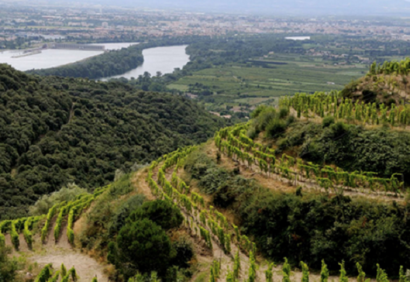 Wines of the Rhône Valley