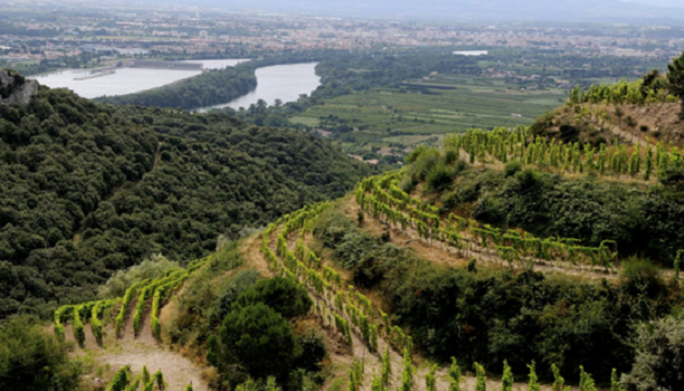 Wines of the Rhône Valley