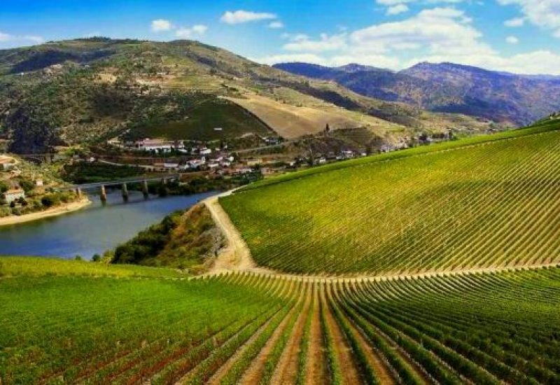 ribera-del-duero-wine-guide