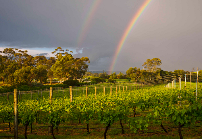 The Past, Present and Future of Winemaking in Ireland
