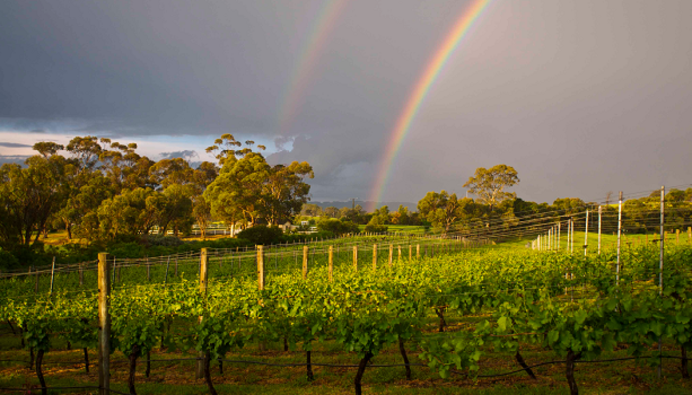 The Past, Present and Future of Winemaking in Ireland