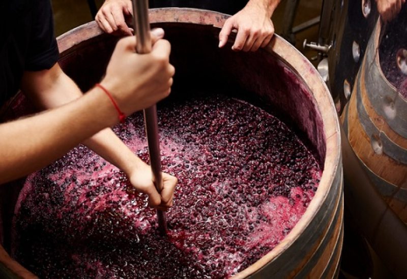 A Look into the Backstage of Winemaking - The Journey of Wine from Grape to Glass